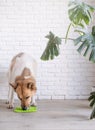 cute dog using lick mat for eating food slowly Royalty Free Stock Photo