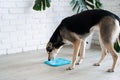 cute dog using lick mat for eating food slowly Royalty Free Stock Photo