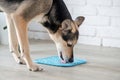 cute dog using lick mat for eating food slowly Royalty Free Stock Photo