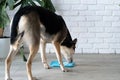 cute dog using lick mat for eating food slowly Royalty Free Stock Photo