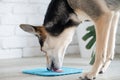 cute dog using lick mat for eating food slowly