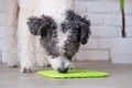 cute dog using lick mat for eating food slowly Royalty Free Stock Photo