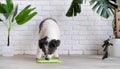 cute dog using lick mat for eating food slowly Royalty Free Stock Photo