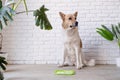 cute dog using lick mat for eating food slowly Royalty Free Stock Photo