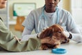 Cute Dog in Vet Clinic Royalty Free Stock Photo