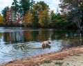 Cute Dog wades in Lake