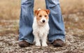 Cute dog waiting between her owner's legs, puppy training