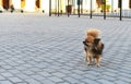 Cute dog waiting for owner