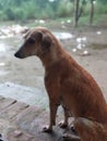 Cute dog waiting in Rain