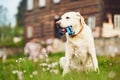 Cute dog waiting for walk Royalty Free Stock Photo