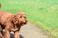 Cute dog walking on a country path with happy expression Royalty Free Stock Photo