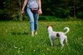 Cute dog walking on green grass at park with female owner Royalty Free Stock Photo