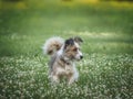 Cute dog walking in a meadow in green grass Royalty Free Stock Photo