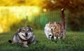 Cute dog watches as two lovers cats walk on the green grass on the sunny lawn in the summer garden Royalty Free Stock Photo