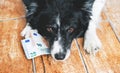 Cute Dog Watching the Money. Black and White Border Collie with Euro Bank notes. Royalty Free Stock Photo