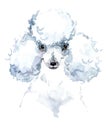 Cute dog. Watercolor dog. Poodle dog breed.