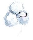 Cute dog. Watercolor dog. Poodle dog breed.