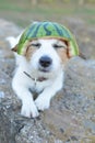 Cute dog With a watermelon hat Royalty Free Stock Photo