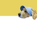 Cute dog wear blue hat put chin on the white table