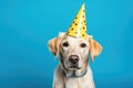 Cute dog wearing festive party hat, posing against vibrant blue background. Perfect for birthday celebrations or any joy Royalty Free Stock Photo