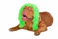 Cute dog wearing funny old-fashioned wig