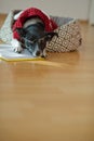 Cute dog wearing glasses and red suit on his couch in the middle of an empty room. Royalty Free Stock Photo