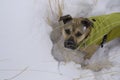 Cute dog wearing his winter coat in the snow.