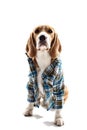 Cute dog is wearing in human clothing