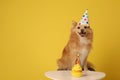 Cute dog wearing party hat at table with delicious birthday cupcake on yellow background. Space for text Royalty Free Stock Photo