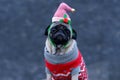 Cute dog wearing Santa hat while looking at camera Royalty Free Stock Photo