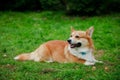 A cute dog of the welsh corgi pembroke breed relaxes and rests on the green grass. Photographing outdoors in a spring Royalty Free Stock Photo