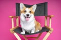 Cute dog welsh pembroke corgi sits on a black directorÃ¢â¬â¢s armchair on a pink background