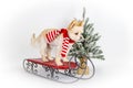 Holiday Dog sitting on Sled next to Christmas Tree