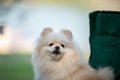 Cute dog white pomeranian smile and happiness