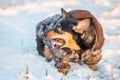 Cute dog in winter with clothes eating a bone Royalty Free Stock Photo