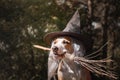 Cute dog in witch hat holding broomstick. Portrait of beautiful Royalty Free Stock Photo