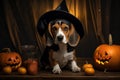 Cute dog in a witch\'s cap and with pumpkins in the background