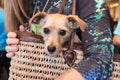 Cute Dog in Woman`s Purse