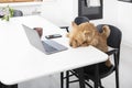 Cute dog working on laptop in the kitchen