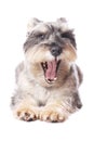 Cute dog yawning Royalty Free Stock Photo