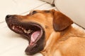 Cute dog yawning Royalty Free Stock Photo