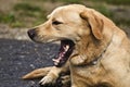 Cute dog yawning Royalty Free Stock Photo
