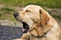 Cute dog yawning Royalty Free Stock Photo