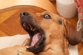 Cute dog yawning Royalty Free Stock Photo