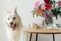 Cute dog yawning at stylish gift box and bouquet on wooden table in modern rustic room. Pet love and holidays greetings. Happy Royalty Free Stock Photo