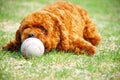 Cute Doggie Royalty Free Stock Photo