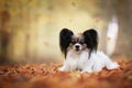 Cute doggie in the autumn park Royalty Free Stock Photo