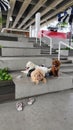 Cute doggies resting over the cement pathways