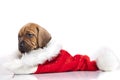 Cute doggy and Christmas decoration