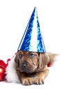 Cute doggy and Christmas decoration Royalty Free Stock Photo